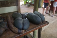 Coco de mer Seeds in Vallee De Mai National Park