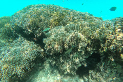Reef at Uligamu